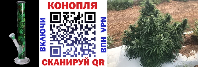 Конопля OG Kush  Навашино 